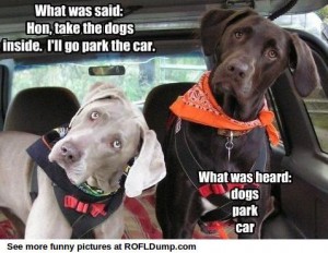 dog park car