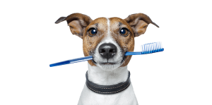 dog toothbrush