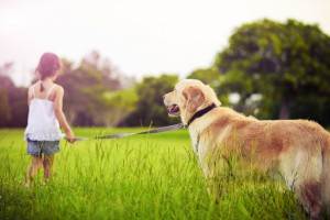 Young girl with golden retriever walking away into sun