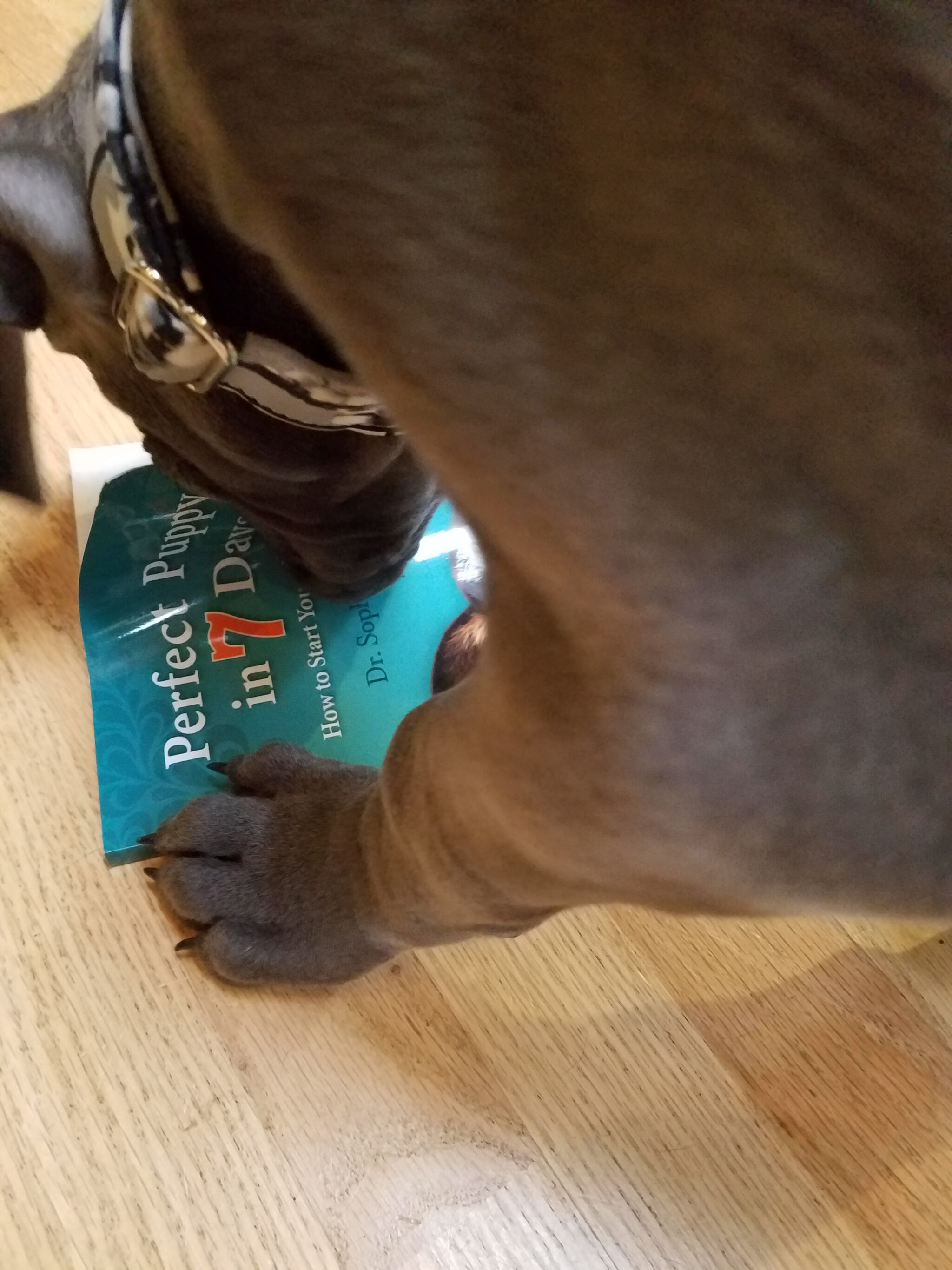 puppy proofing puppy proofing your home and office on it parks puppy proofing puppy proofing your home and office on it parks