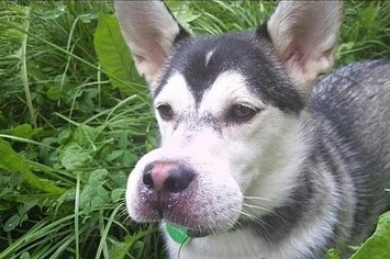 bee sting dog face