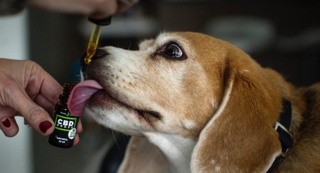 CBDog: Cannabis & Canines