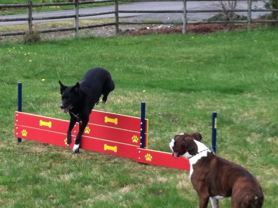 Tri-Level Dog Park Agility Jump
