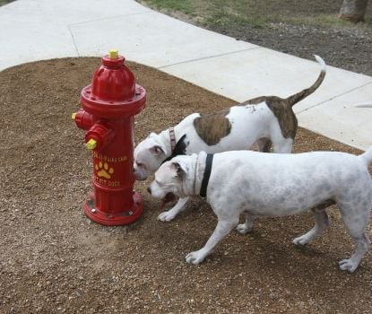 hydrant for dogs hydrant hydrant for dogs hydrant