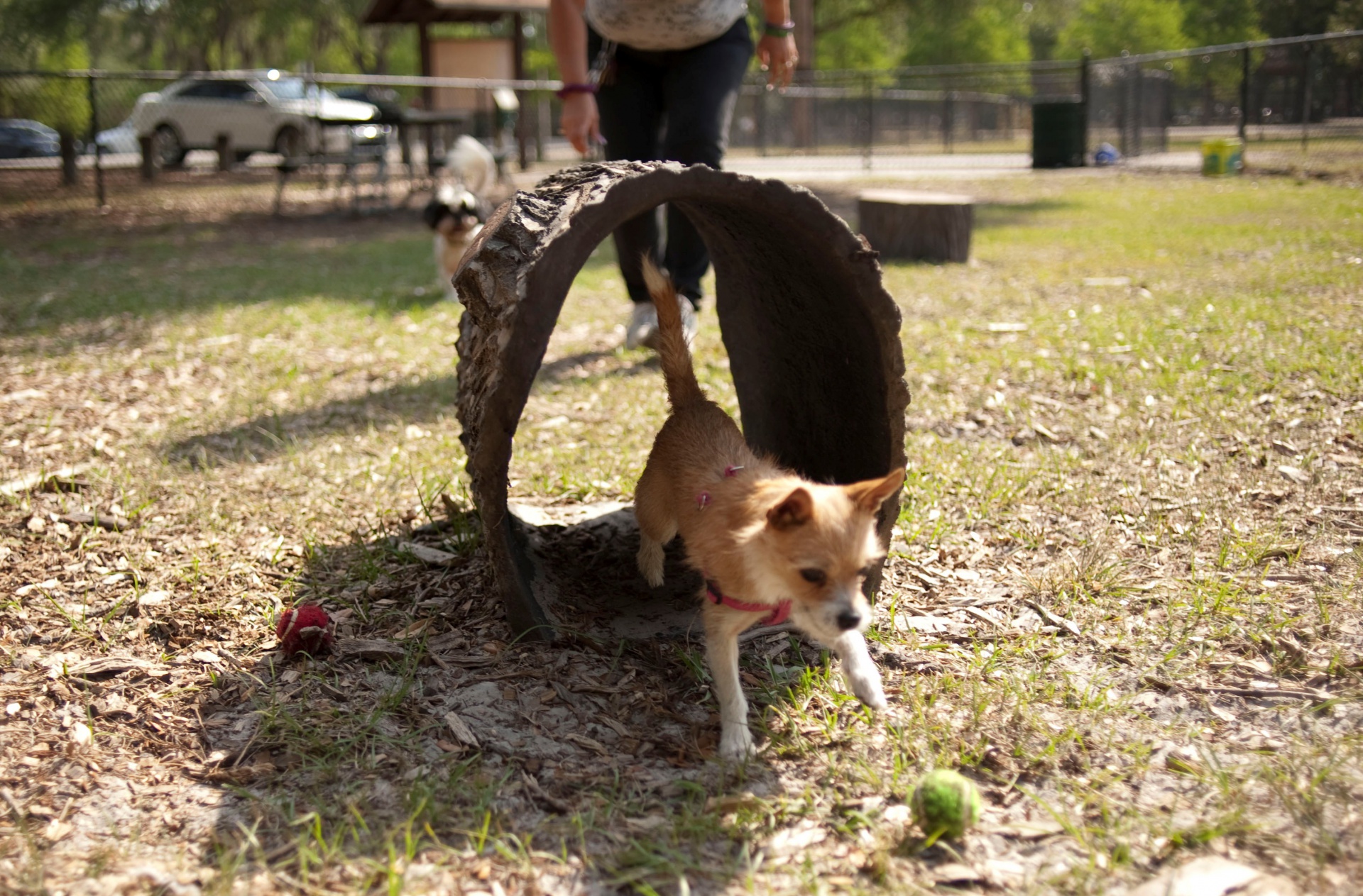 Terrier Tunnel