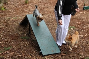 Yorkie playing on Corgi Climb Dog Park Ramp