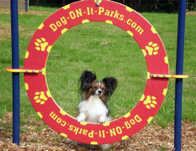 Dog Park Tire Jump