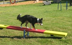Classic Dog Park Agility Equipment Teeter Totter