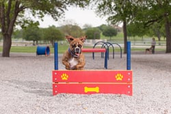 Classic Dog Park Agility Equipment Wall Jump - Double
