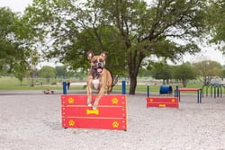 Classic Dog Park Agility Equipment Wall Jump - Triple