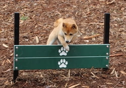 Canine Courtyard™ Dog Park Agility Double Pointer Plank Jump