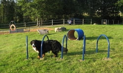 Classic Dog Park Agility Equipment Hound Hoops™ (Set of 5)