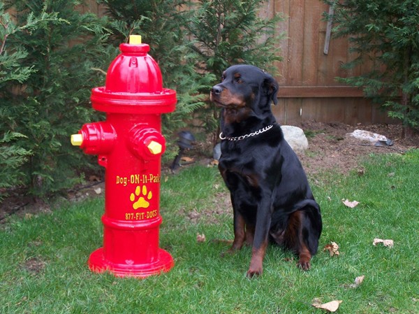 hydrant for dogs hydrant hydrant for dogs hydrant
