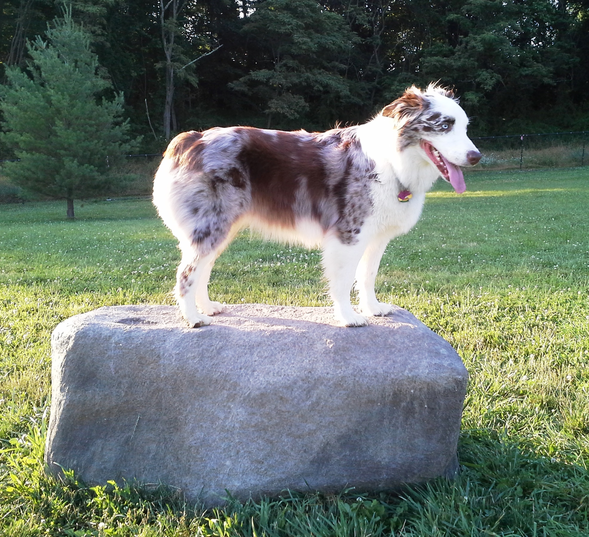 NatureDog™ Large Boulder