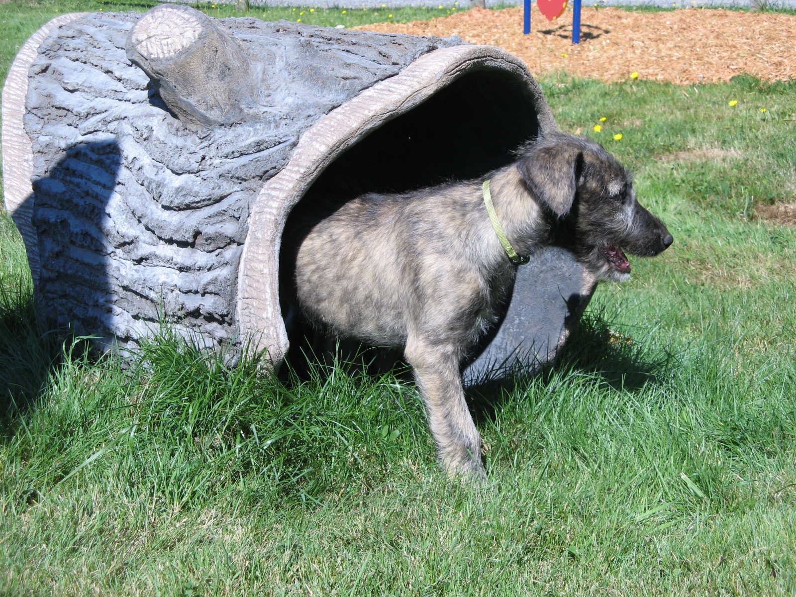 Terrier Tunnel
