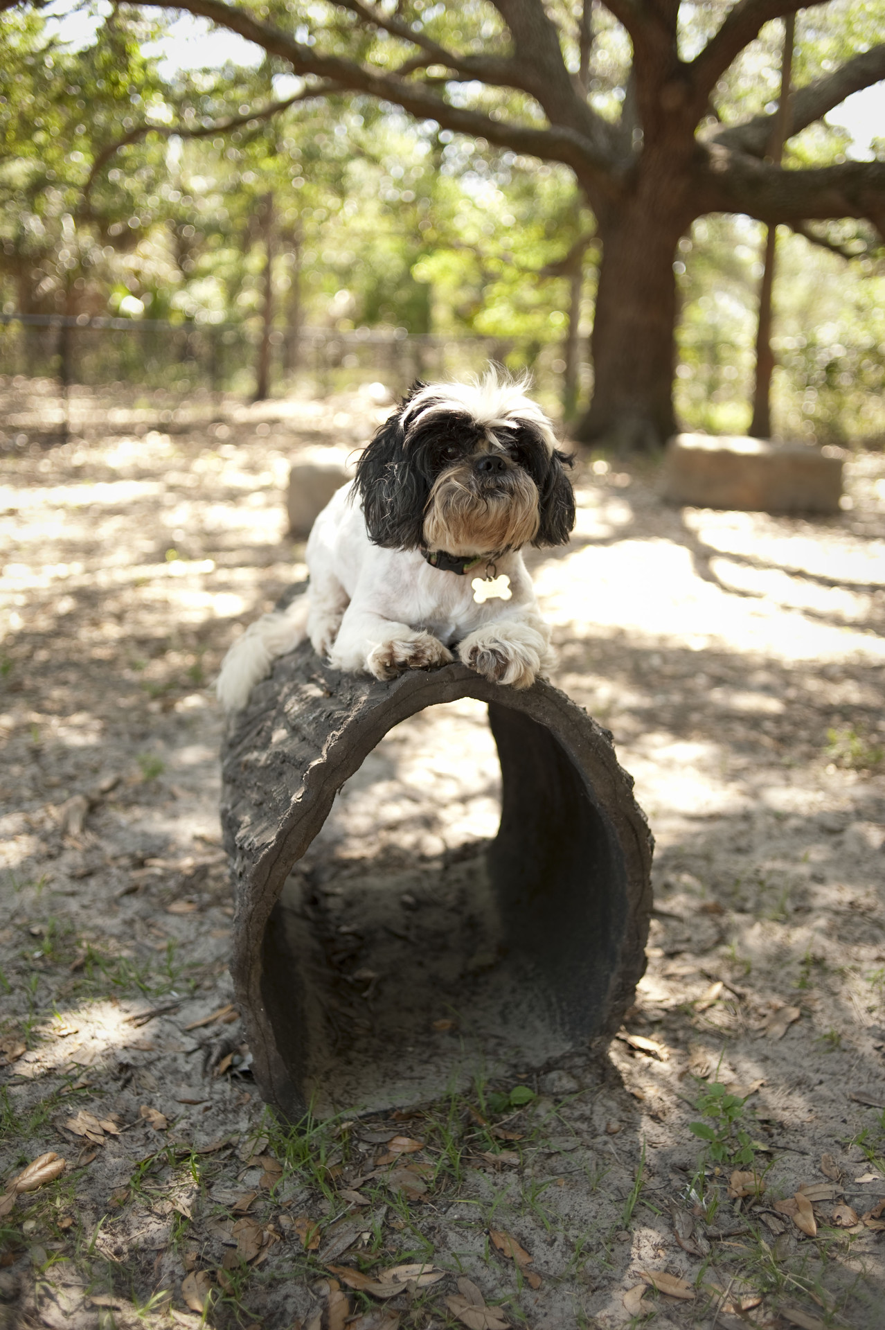 NatureDog™ Terrier Tunnel