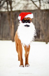 dog wearing Santa hat and white beard