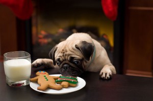pug sniffing Christmas cookies that have been left out for Santa