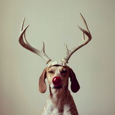 dog wearing antlers and a red nose for Christmas