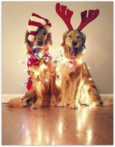 dogs tangled in Christmas lights and wearing reindeer antlers
