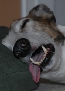 dog sleeping with its tongue hanging out
