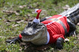 alligator wearing a Santa Claus costume