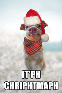 meme of Chihuahua dressed in Christmas apparel