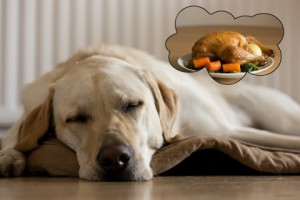 yellow Labrador dreaming about thanksgiving dinner turkey