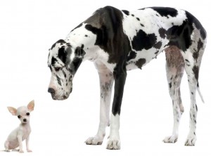 Great Dane with a chihuahua dog for size comparison