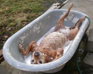 dog laying on its back in a soapy bath