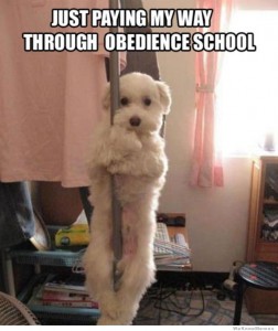 meme about a dog working as a pole dancer