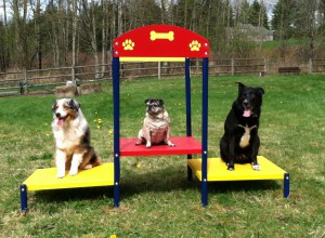 Dogs sitting on multilevel stand tables at dog park