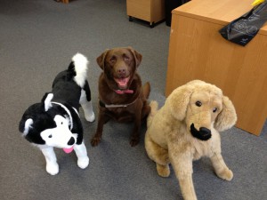 Quincy the chocolate lab sitting with stuff animals