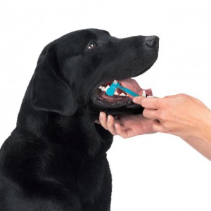 black lab dog getting its teeth brushed