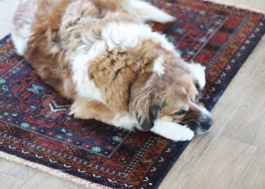 dog laying down on a rug on the floor