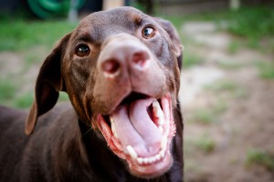 happy dog smiling for camera