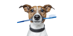 dog with toothbrush in its mouth