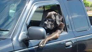 dog sitting in a car and wearing sunglasses