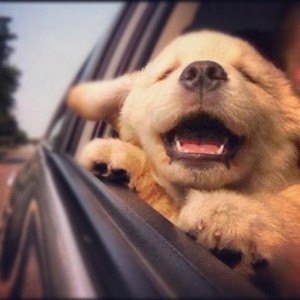 golden retriever puppy enjoying a car ride with its head out of the window