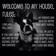 dog house rules