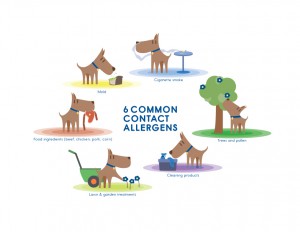 illustration of common contact allergens for dogs