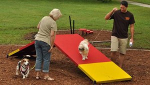 dogs playing on a-frame dog park ramp obstacle