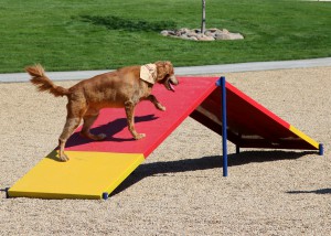 retriever dog playing on a metal dog park ramp