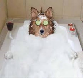 dog taking a relaxing bath with wine and candles