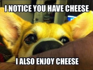 meme of cheese loving dog