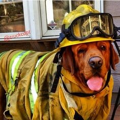 Firefighting dog