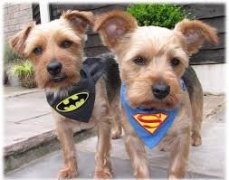 dogs wearing superman and batman bandanas