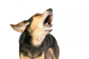 photo of a dog howling or barking