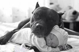 dog watching over new born baby