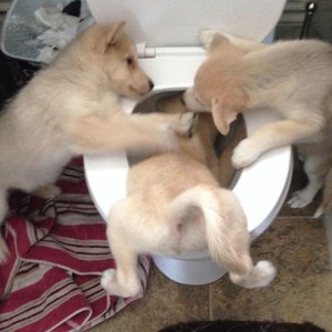 dogs helping their fellow dog throw up in the toilet